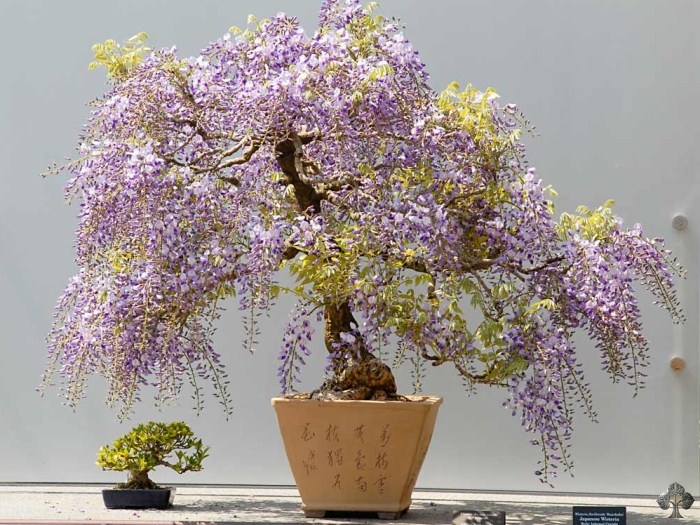 مراقبت از بونسای پیچ گلیسین