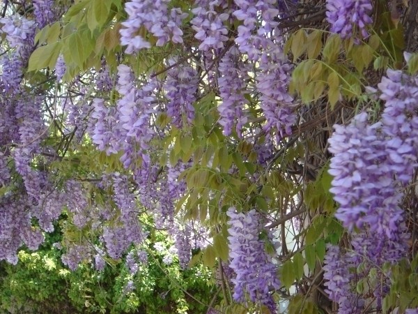 هرس پیچ گلیسین در پاییز