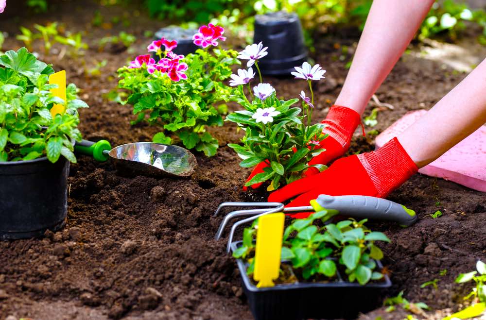 چگونه یک بستر جدید گل از گلهای یکساله و چند ساله ایجاد کنیم؟ - فوت و فن های باغبانی