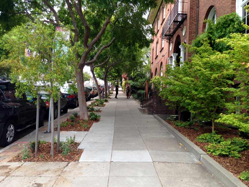 در حاشیه پیاده رو چه درختانی را می توانیم بکاریم؟ - فوت و فن های باغبانی