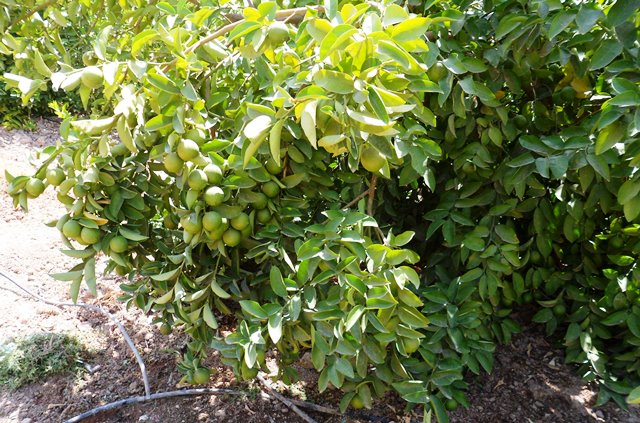 کاشت و پرورش درخت لیمو ترش 