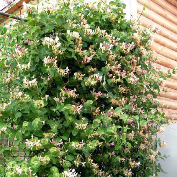 آشنایی با درختچه های بالا رونده