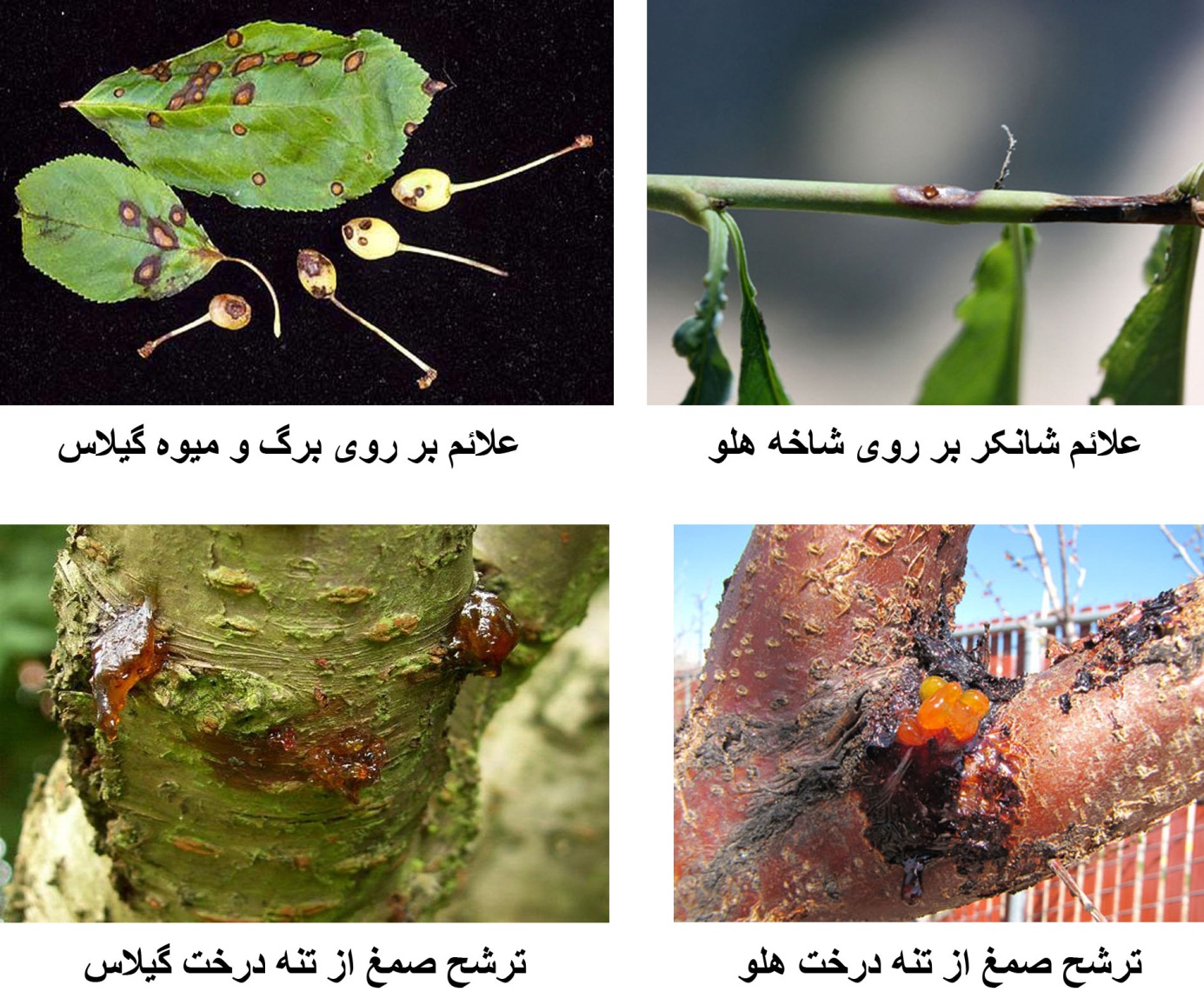 آشنایی یا بیماری شانکر باکتریایی درختان هسته دار