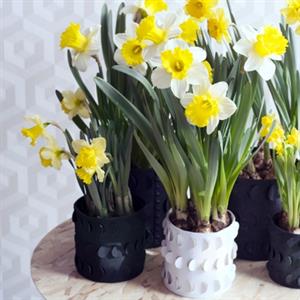 نحوه ی تکثیر گل نرگس - فوت و فن های باغبانی