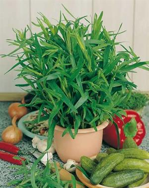 کاشت و پرورش سبزی ترخون - فوت و فن های باغبانی