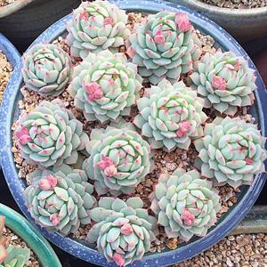 آشنایی با گیاه اشوریا کوچک یا خانم غمگین - فوت و فن های باغبانی