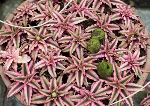 نگهداری از گیاه ستاره زمین - فوت و فن های باغبانی