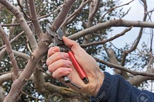 هرس زمستانه درختان - فوت و فن های باغبانی