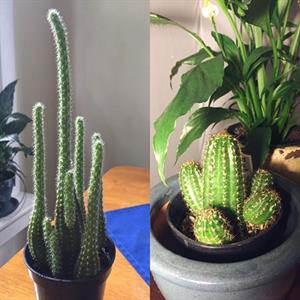 آشنایی با علائم هشدار دهنده در کاکتوس ها - فوت و فن های باغبانی