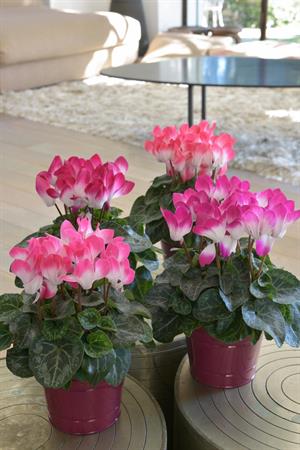 آیا گل سیکلامن برای محیط منزل مناسب می باشد؟ - فوت و فن های باغبانی