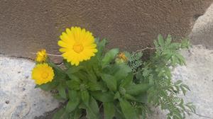 پرورش گل همیشه بهار و خواص شگفت انگیزش - فوت و فن های باغبانی