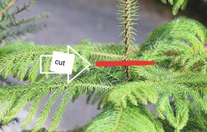 تکثیر کاج مطبق به روش قلمه - فوت و فن های باغبانی