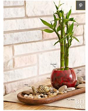 چگونه بامبوی خود را هرس کنیم؟ - فوت و فن های باغبانی