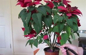 چه زمانی بنت قنسول را هرس کنیم؟ - فوت و فن های باغبانی