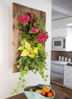 چگونه در منزل دیوار سبز بسازیم؟ - فوت و فن های باغبانی