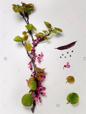 نحوه ی کاشت بذر ارغوان - فوت و فن های باغبانی