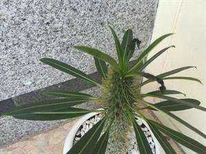 چرا برگ های نخل ماداگاسکار سیاه می شوند؟ - فوت و فن های باغبانی