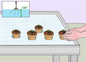 نحوه ی ساخت گلخانه هیدروپونیک خانگی - فو...