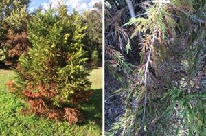 علت تغییر رنگ برگ سوزنی برگان - فوت و فن های باغبانی