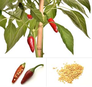 نحوه ی کاشت بذر فلفل چیلی - فوت و فن های باغبانی