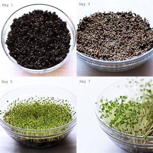 نحوه ی سبز کردن بذر چیا یا تخم شربتی - فوت و فن های باغبانی