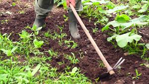 مبارزه با علف های هرز مزارع بر اساس زمان  اثر گذاری  - فوت و فن های باغبانی