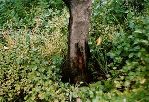 شناخت بیماری پوسیدگی طوقه و ریشه مرکبات و نحوه درمان - فوت و فن های باغبانی