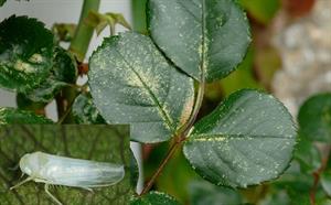 شناخت آفت زنجرک گل سرخ و نحوه ی مبارزه با آن - فوت و فن های باغبانی