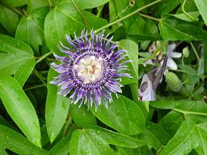 چگونه گل ساعتی را تکثیر کنیم ؟ - فوت و فن های باغبانی