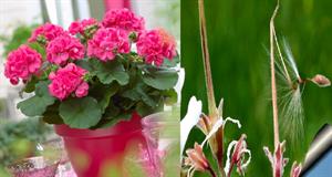 نحوه کاشت بذر شمعدانی - فوت و فن های باغبانی