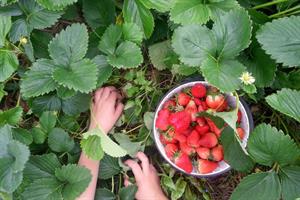 کاشت توت فرنگی در پاییز - فوت و فن های باغبانی