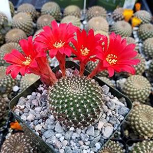 نگهداری از کاکتوس ربوتیا - فوت و فن های باغبانی