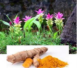 کاشت و پرورش گیاه دارویی زردچوبه - فوت و فن های باغبانی