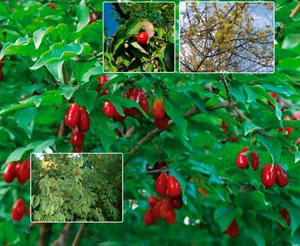 کاشت و پرورش زغال اخته - فوت و فن های باغبانی