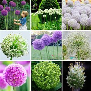 پیاز زینتی (سیرک ) گیاهی مقاوم به سرما و دور کننده آفات - فوت و فن های باغبانی