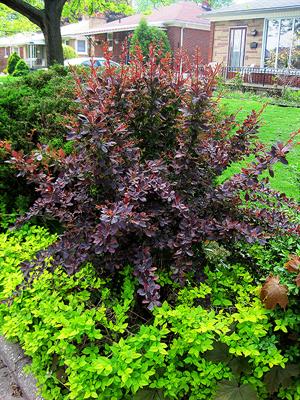 زرشک زینتی گیاهی مقاوم مخصوص مناطق گرم - فوت و فن های باغبانی