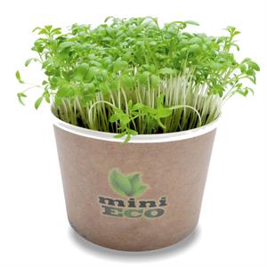 کاشت بذر شاهی در گلدان - فوت و فن های باغبانی