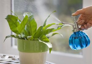 اصول صحیح غبارپاشی گیاهان - فوت و فن های باغبانی