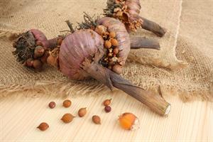 ازدیاد گلایول با پیازچه - فوت و فن های باغبانی