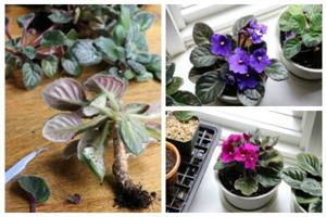 چگونه و چه زمانی گلدان بنفشه آفریقایی را تعویض کنیم؟ - فوت و فن های باغبانی