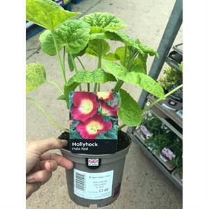 نحوه ی قلمه گرفتن از گل ختمی - فوت و فن های باغبانی