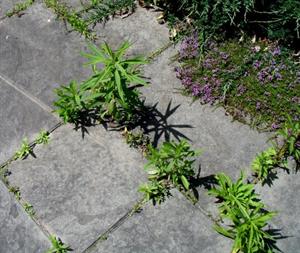 مبارزه غیر شیمیایی با علف های هرز - فوت و فن های باغبانی