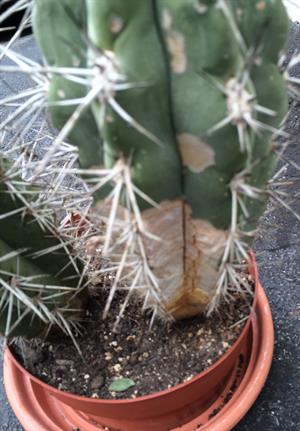 چگونه کاکتوس بیمار را نجات دهیم ؟ - فوت و فن های باغبانی