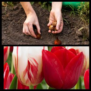 لزوم سرما و تاریکی قبل از کاشت پیاز لاله - فوت و فن های باغبانی