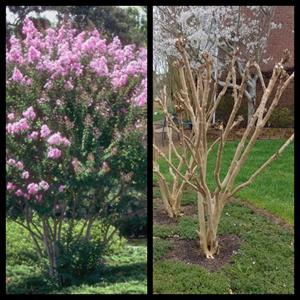 زمان و نحوه ی هرس درختچه توری - فوت و فن های باغبانی