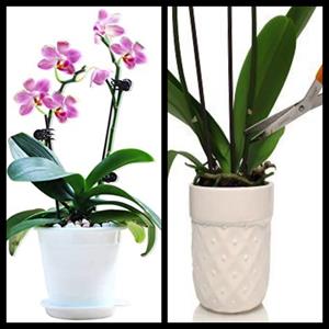 چه زمانی و چگونه گل ارکیده ی خود را هرس کنیم؟ - فوت و فن های باغبانی