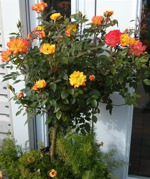 پیوند رز پا کوتاه - فوت و فن های باغبانی