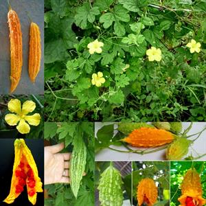 آشنایی با گیاه اعجاز انگیز موموردیکا کارانتیا(کارلا) - فوت و فن های باغبانی