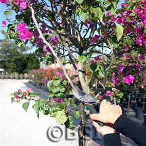 چگونگی هرس گل کاغذی - فوت و فن های باغبانی