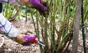 هرس رز در پاییز - فوت و فن های باغبانی